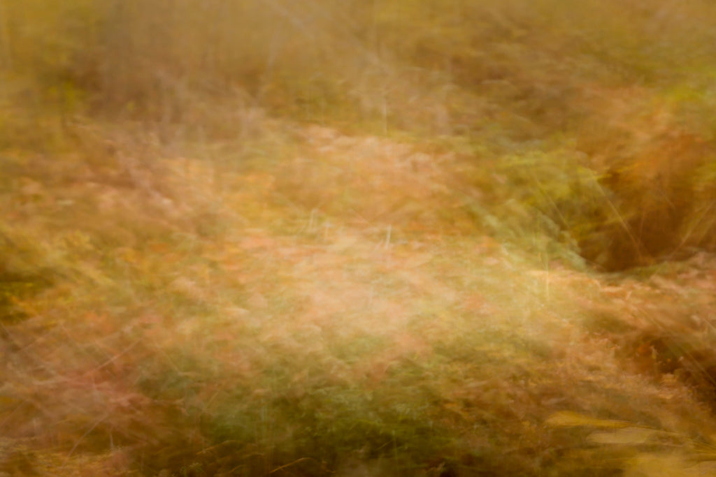 Out of the Woods # 004