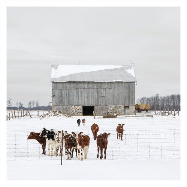 Portrait # 031, Elmvale, Ontario, Canada, 2023 | -1°C